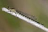 Ischnura elegans